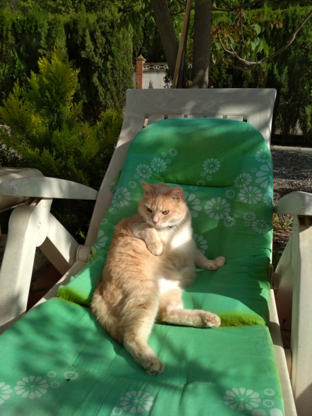 Кошки в нашей жизни. Кошки и все, что с ними связано.