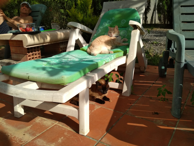 Кошки в нашей жизни. Кошки и все, что с ними связано.