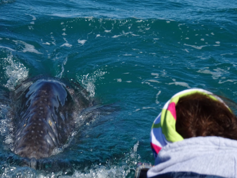 16 дней на разграбление Мексики. И ограбление по-мексикански как алаверды. 2019, февраль