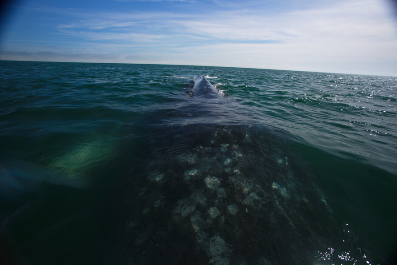 16 дней на разграбление Мексики. И ограбление по-мексикански как алаверды. 2019, февраль