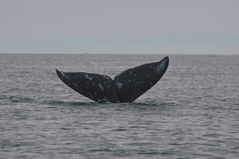 16 дней на разграбление Мексики. И ограбление по-мексикански как алаверды. 2019, февраль