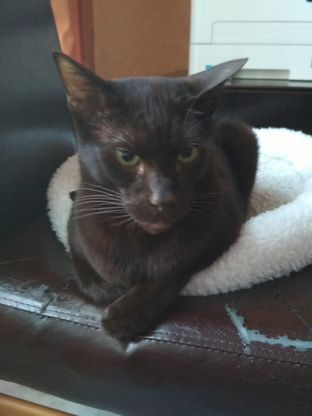 Кошки в нашей жизни. Кошки и все, что с ними связано.