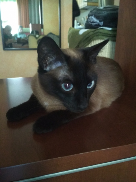 Кошки в нашей жизни. Кошки и все, что с ними связано.