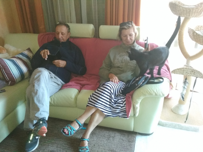 Кошки в нашей жизни. Кошки и все, что с ними связано.