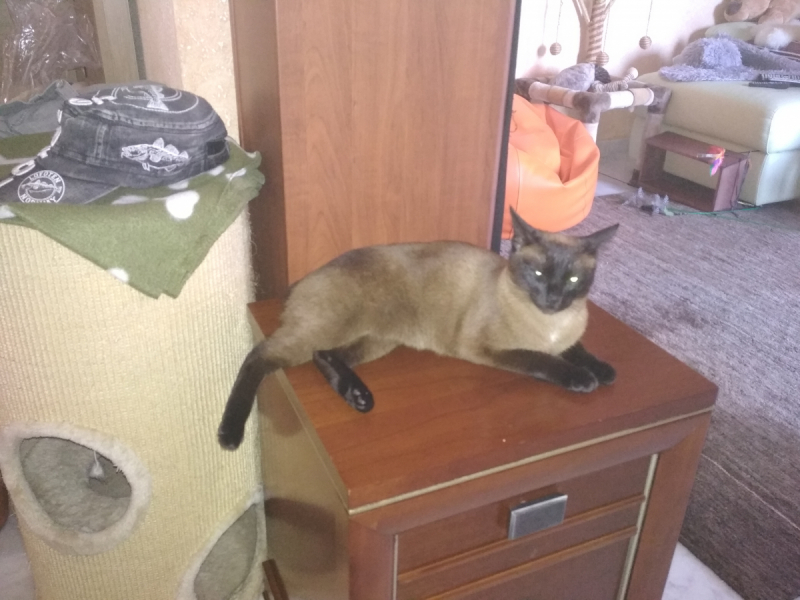 Кошки в нашей жизни. Кошки и все, что с ними связано.