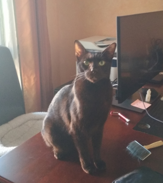 Кошки в нашей жизни. Кошки и все, что с ними связано.