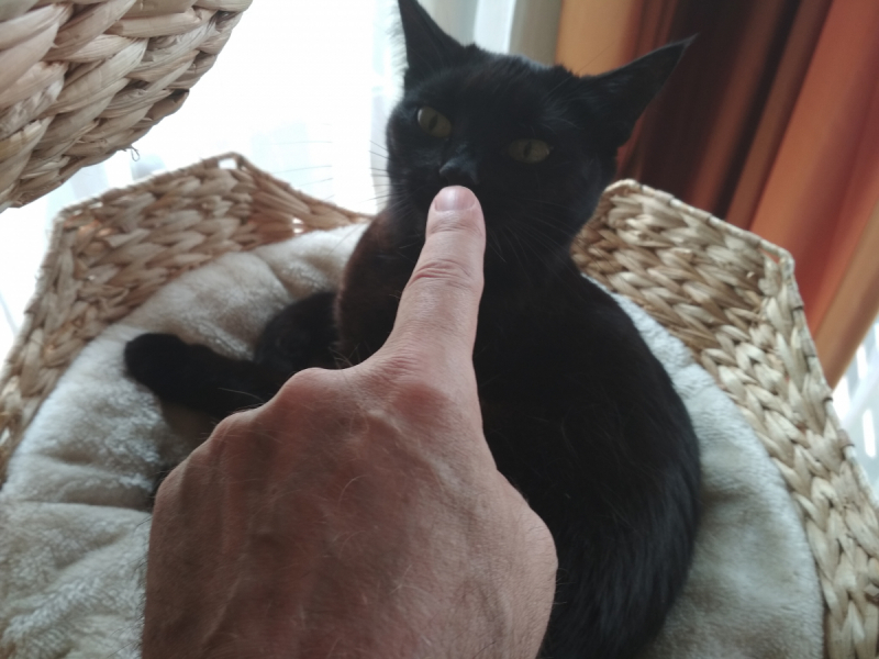 Кошки в нашей жизни. Кошки и все, что с ними связано.