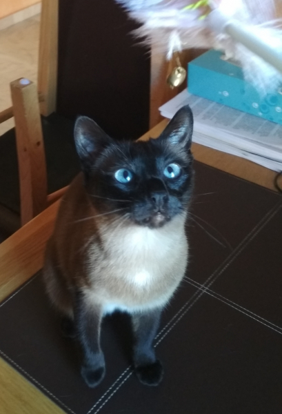 Кошки в нашей жизни. Кошки и все, что с ними связано.