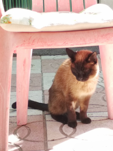 Кошки в нашей жизни. Кошки и все, что с ними связано.