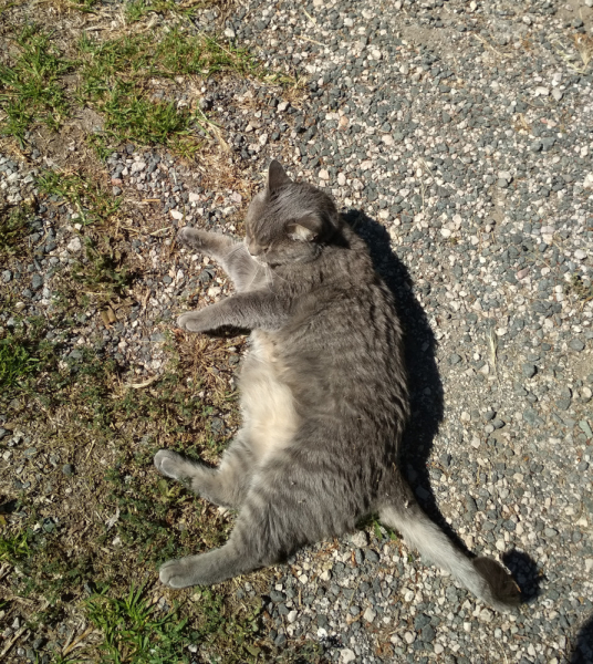 Кошки в нашей жизни. Кошки и все, что с ними связано.