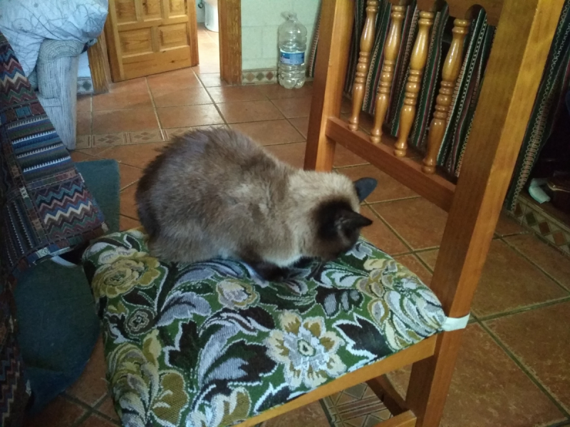 Кошки в нашей жизни. Кошки и все, что с ними связано.