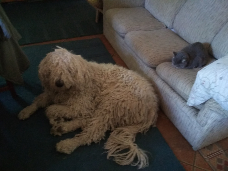 Кошки в нашей жизни. Кошки и все, что с ними связано.