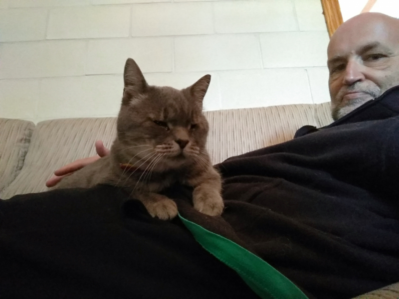 Кошки в нашей жизни. Кошки и все, что с ними связано.