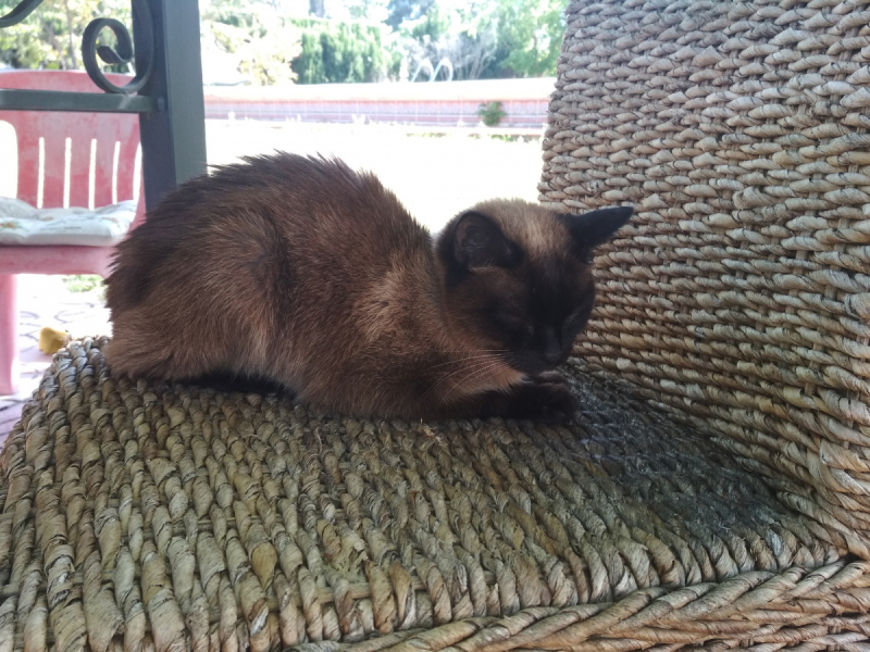 Кошки в нашей жизни. Кошки и все, что с ними связано.