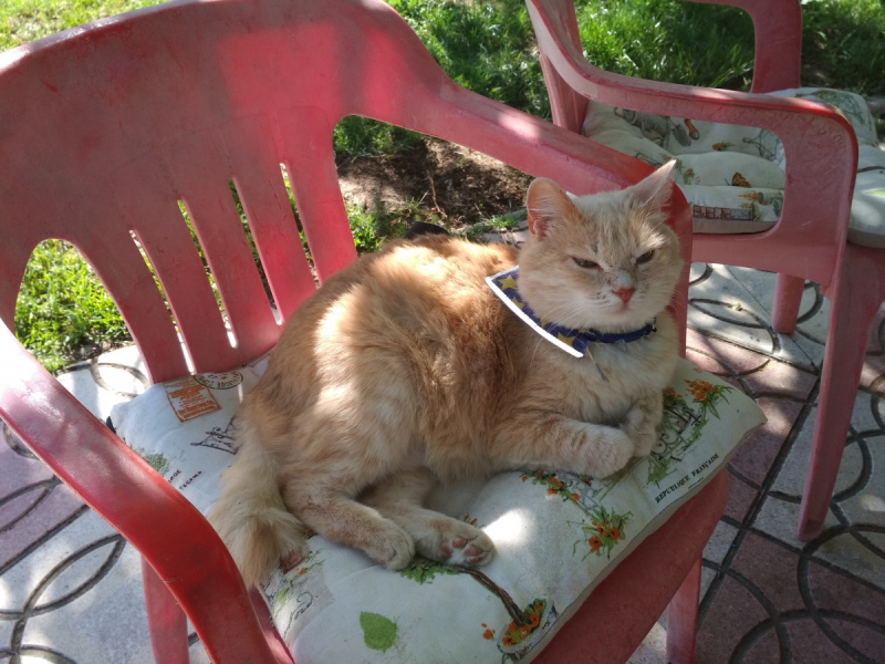 Кошки в нашей жизни. Кошки и все, что с ними связано.