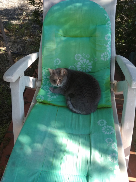 Кошки в нашей жизни. Кошки и все, что с ними связано.