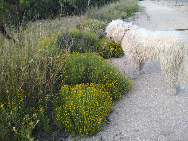 Кошки в нашей жизни. Кошки и все, что с ними связано.