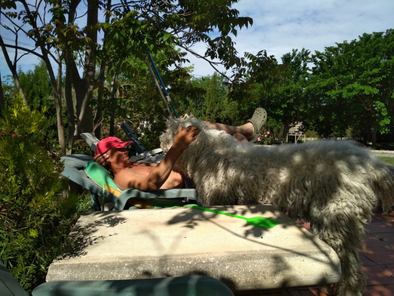 Кошки в нашей жизни. Кошки и все, что с ними связано.