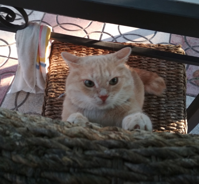 Кошки в нашей жизни. Кошки и все, что с ними связано.