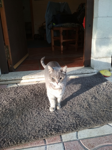 Кошки в нашей жизни. Кошки и все, что с ними связано.