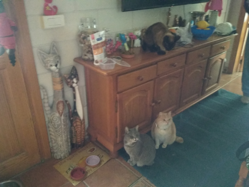 Кошки в нашей жизни. Кошки и все, что с ними связано.