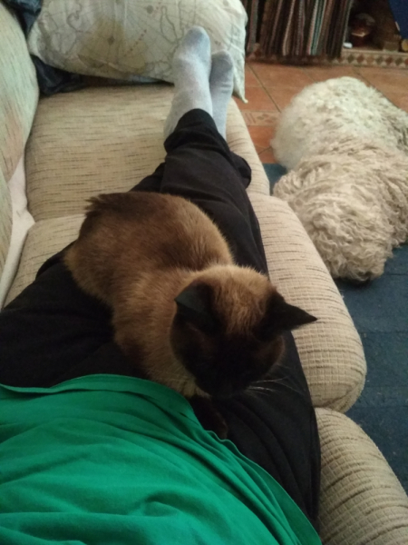 Кошки в нашей жизни. Кошки и все, что с ними связано.