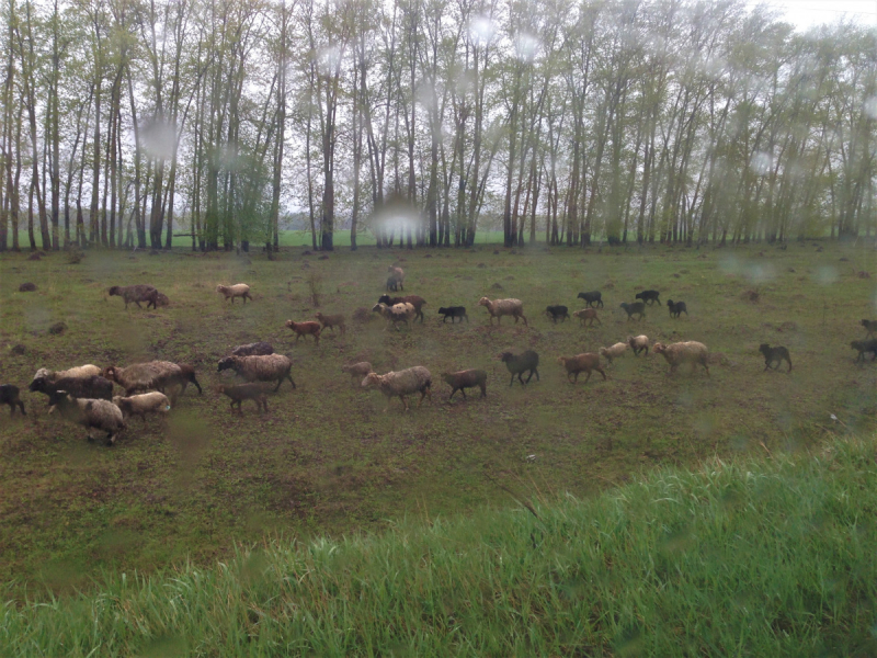 Из Епифани и Кондуков с большим приветом. Май 2019.