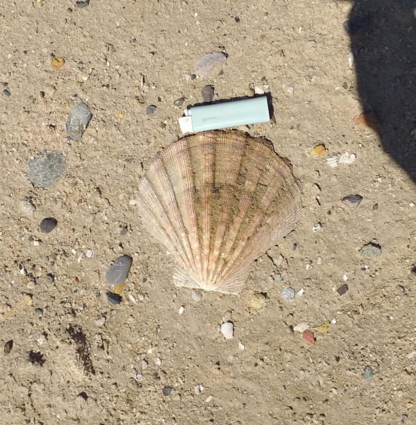 16 дней на разграбление Мексики. И ограбление по-мексикански как алаверды. 2019, февраль