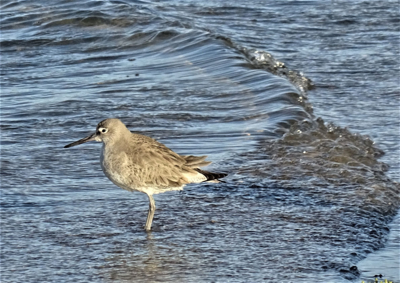 16 дней на разграбление Мексики. И ограбление по-мексикански как алаверды. 2019, февраль