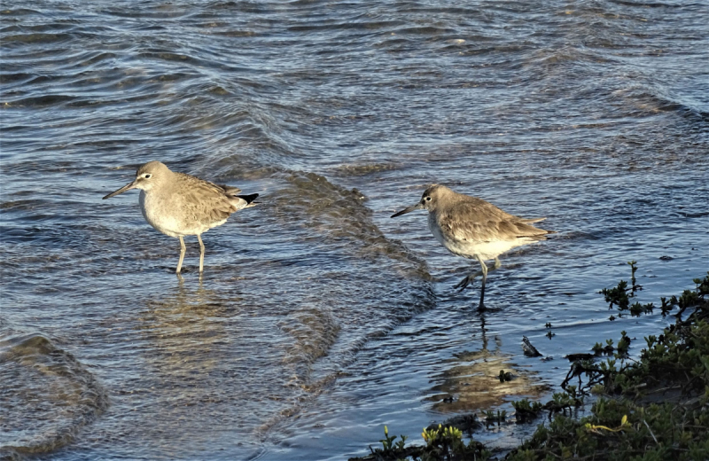 16 дней на разграбление Мексики. И ограбление по-мексикански как алаверды. 2019, февраль
