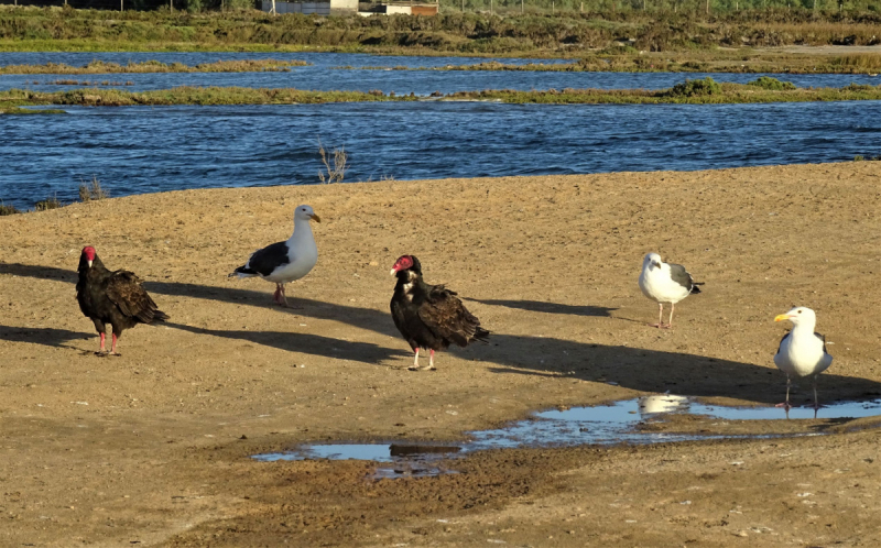 16 дней на разграбление Мексики. И ограбление по-мексикански как алаверды. 2019, февраль