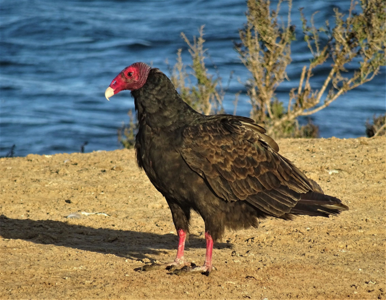 16 дней на разграбление Мексики. И ограбление по-мексикански как алаверды. 2019, февраль