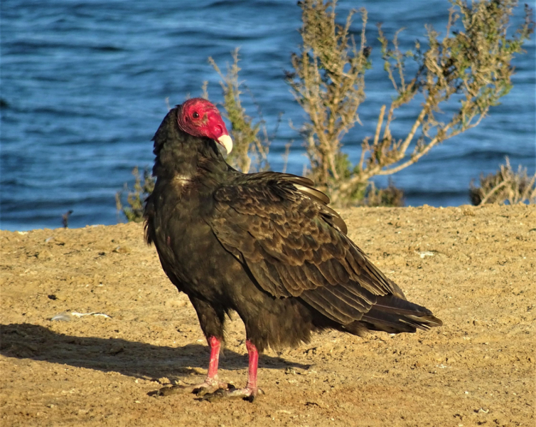 16 дней на разграбление Мексики. И ограбление по-мексикански как алаверды. 2019, февраль