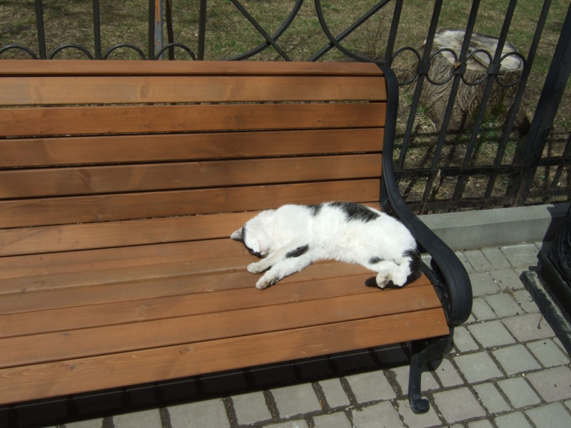 Кошки в нашей жизни. Кошки и все, что с ними связано.