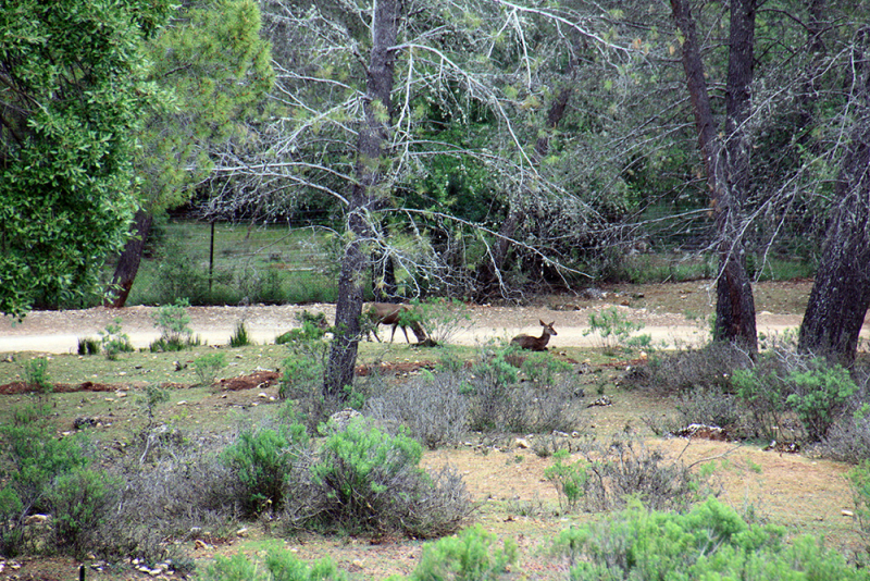 Xàtiva – Sierra de Cazorla - Peniscola 2017