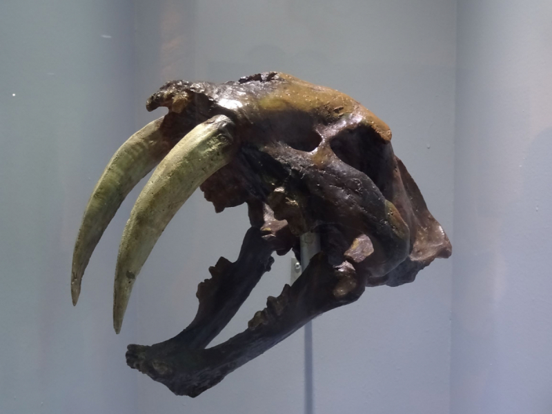 16 дней на разграбление Мексики. И ограбление по-мексикански как алаверды. 2019, февраль