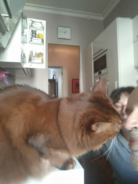 Кошки в нашей жизни. Кошки и все, что с ними связано.