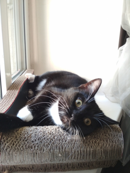 Кошки в нашей жизни. Кошки и все, что с ними связано.