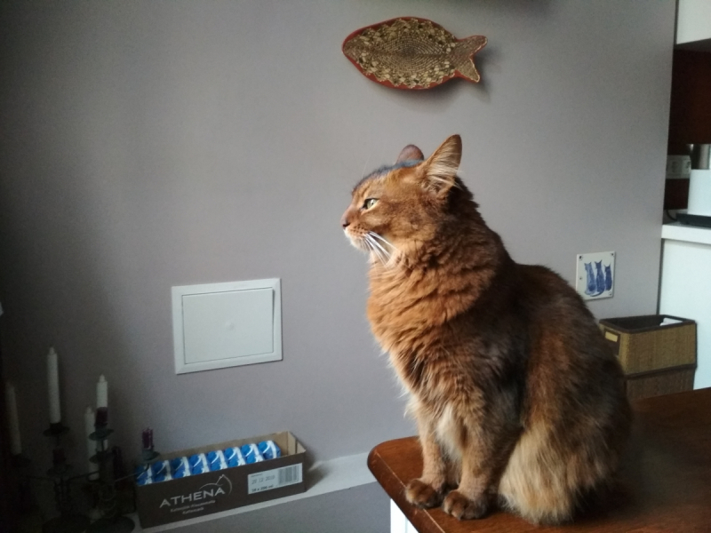 Кошки в нашей жизни. Кошки и все, что с ними связано.