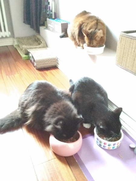 Кошки в нашей жизни. Кошки и все, что с ними связано.