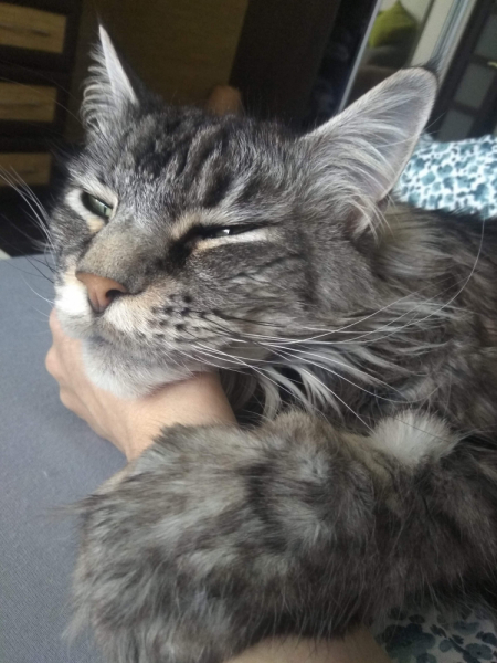 Кошки в нашей жизни. Кошки и все, что с ними связано.