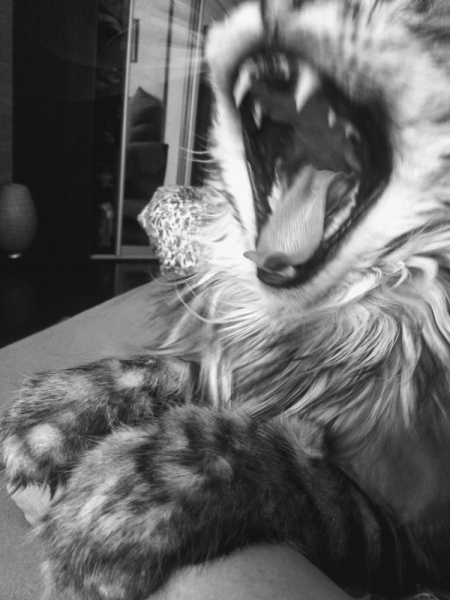 Кошки в нашей жизни. Кошки и все, что с ними связано.