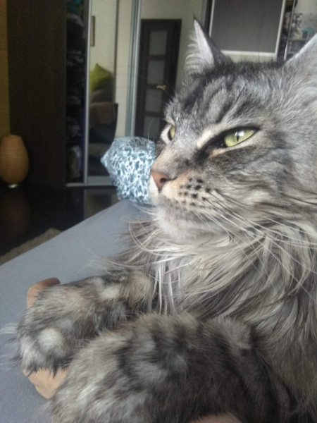 Кошки в нашей жизни. Кошки и все, что с ними связано.