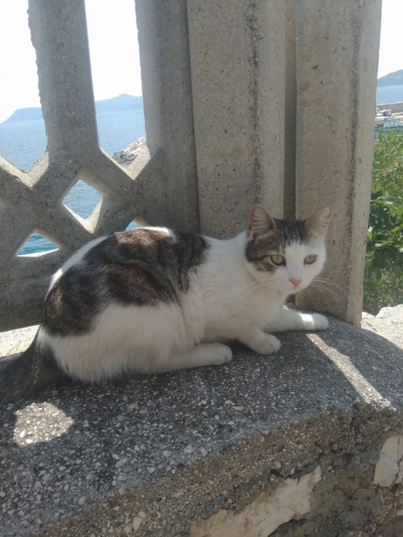 Кошки в нашей жизни. Кошки и все, что с ними связано.