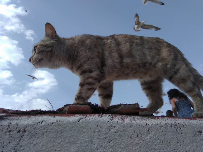 Кошки в нашей жизни. Кошки и все, что с ними связано.