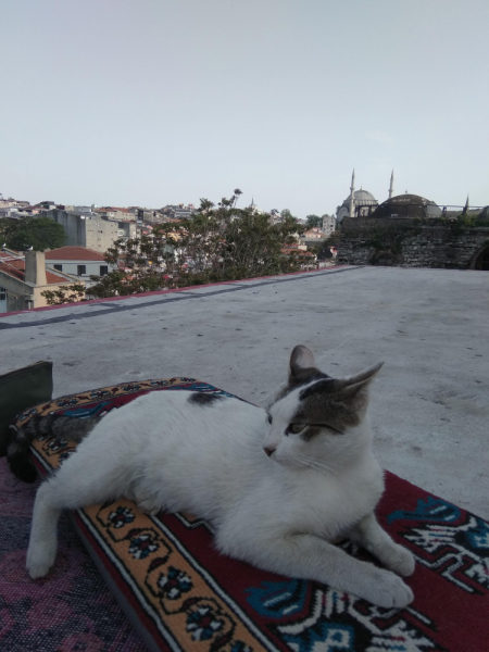 Кошки в нашей жизни. Кошки и все, что с ними связано.