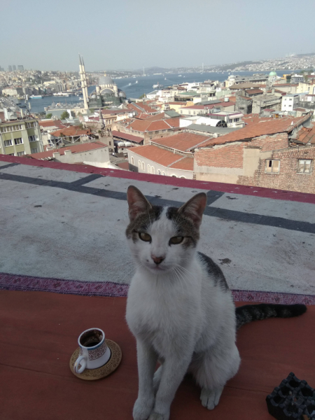 Кошки в нашей жизни. Кошки и все, что с ними связано.