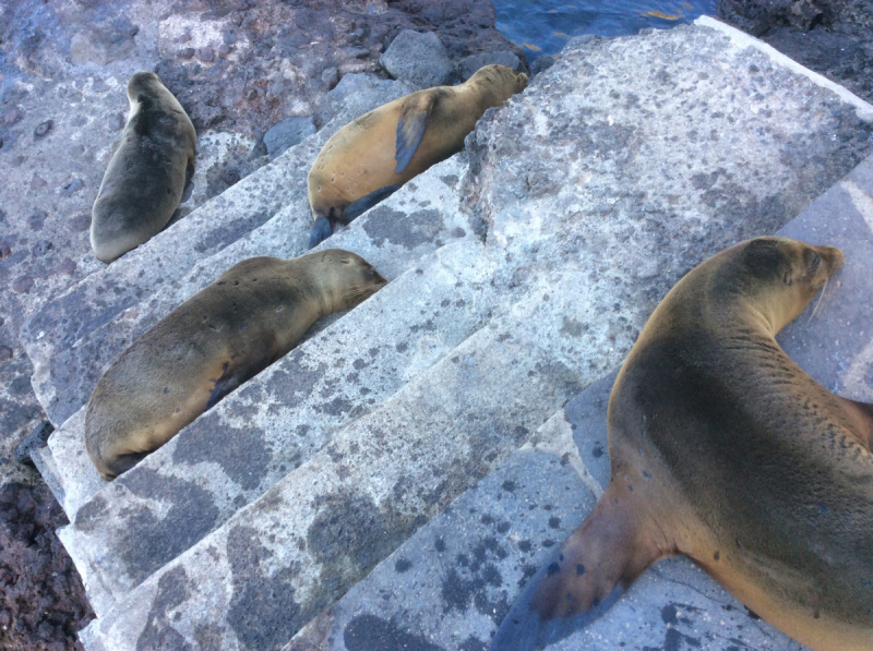 Перу-Боливия-Эквадор в прямом эфире