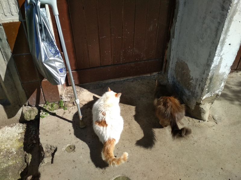 Кошки в нашей жизни. Кошки и все, что с ними связано.