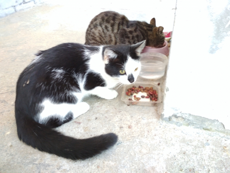 Кошки в нашей жизни. Кошки и все, что с ними связано.